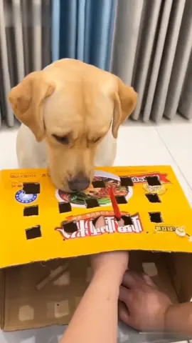 Funny dog 😂😂 #dogsoftiktok #haha #cute #funnyvideos #funnyhai19 #fyp #foryou 