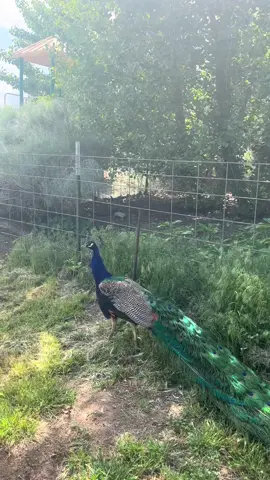 Follow your HEART 🦚 #peacocks #divinefeminine 