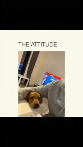 Funny dogs compilation 🤣  #funnydog #funnypet #cutedog #dogoftiktok #doglover #dog 