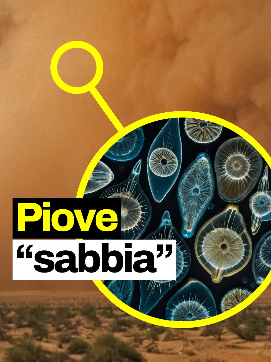 La sabbia del Sahara che arriva fino a noi è in realtà polvere di microalghe vissute in un lago migliaia di anni fa, e arrivano fino a noi dal punto più basso del deserto. #geopop #scienze #science #sahara #imparacongeopop #losapeviche #figononlosapevo #geopopit