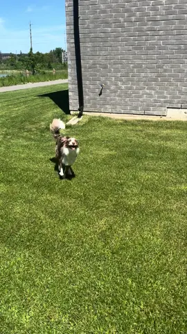 Dont worry… shes fine 🤣 #dog #dogfail #reels #puppy 