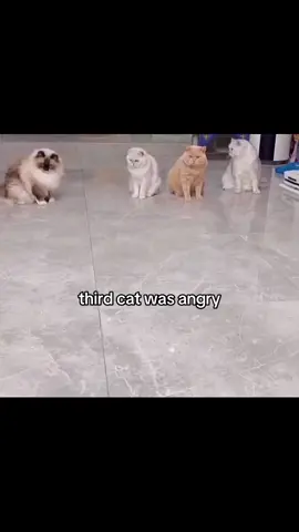 #bhd #viralvideo #fy #tiktok #❤️ #thirdcatwasangry #catmeme #trend 