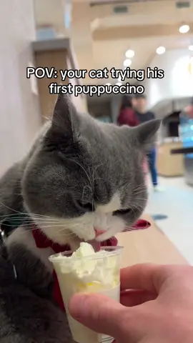 Fair to say he’s going back to Starbucks 😺 #puppuccino #pupcup #pupcupstarbucks #cat #funnycatsoftiktok #catlick #cattok #britishshorthair #bshcat 