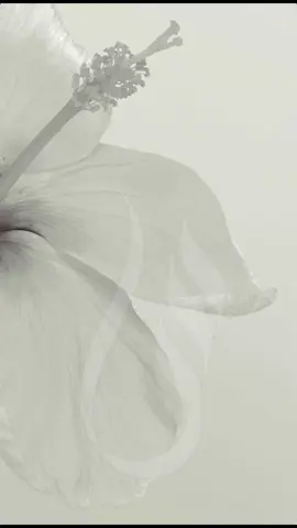 #دعوات_الكترونيه #تخرج #explore #explorepage #اكسبلور #fypシ #tiktok #saudiarabia🇸🇦 #دعوة_زفاف #عريس #اخت_العريس 