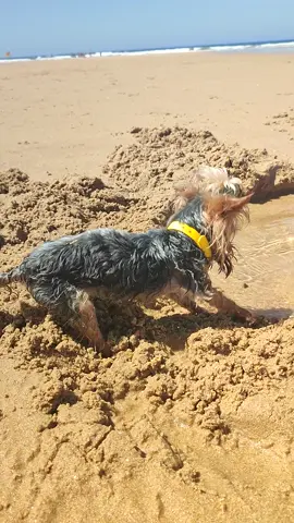 No one can stop her tiny paws 😂 #funnydog #fy #fyp #foryou #morepassion #funny #smalldog #yorkshireterrier #beach 