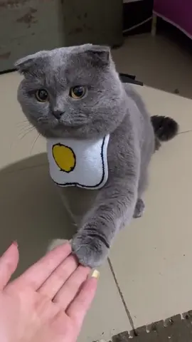 Clever training🥰 #CatsOfTikTok #cat #catslovers #PetsOfTikTok #fyp #pets #catsoftiktok 