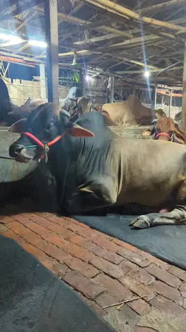 💪🥹#fyp #foryou #bangladesh🇧🇩 #bdtiktokofficial #cowlover🐮❤️ #cowlover🐮❤️ #foryoupage #fyp #fyp 