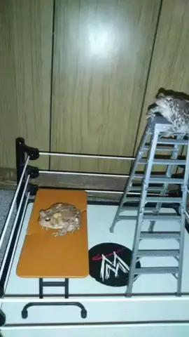 #frogs #wrestling #foryou #funny @Owlex Salamander 