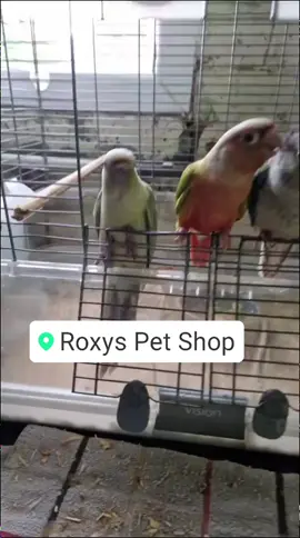 some of our beautiful baby conures available this week.  #parrots #parakeets #birds #roxyspetshop #pets #conures #pineapple #birds 