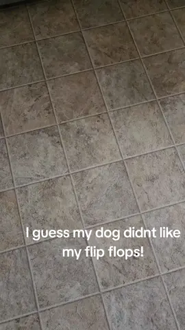 I loved these....and apparantly so did my dog. #flipflops #fyp #dogs #thanksalot 