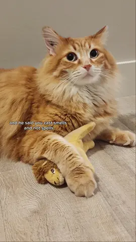 You always gotta have your best friend's back 😎 #catsoftiktok #foryoupage 