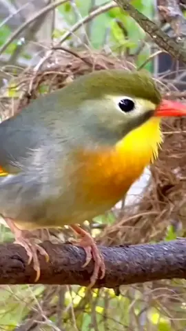 Suara Burung Robin Gacor dor di alam liar. . . . . . #kicaumaniaindonesia #bird #kicaumaniaindonesia🇮🇩 #kicauanburungygmerdu #kicaumania #kicaumanianusantara #burung #kicauburung #birdwatching #birdsounds #birds #chirpingbirds #kicaumania_indonesia #kicau #kicauanburungya #MasteranBurung #muraibatumania #kicaumania_indonesia #cucakijomania 
