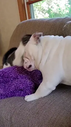 SAY THAT AGAIN BRO 🐶😹 #afv #cats #dogs #funnyvideos 