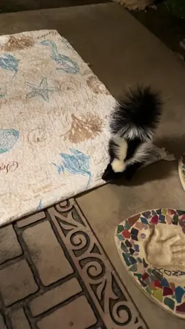 Baby skunks & mama🔈🦨🦨🦨 #babyskunks #skunks #wildlife #animals #nightlife #fypage #viral #viraltiktok #foryoupage 
