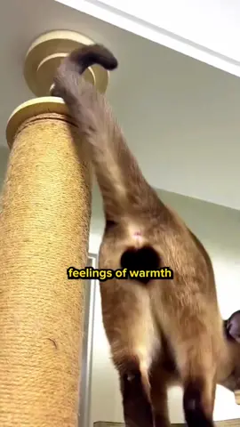 Why do human finds cat’s testicles cute? 😹