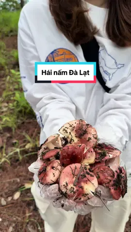 Trải nghiệm hái nấm Đà Lạt - Mùa hè của tụi mình bắt đầu bằng những chuyến đi vào rừng hái nấm thông Đà Lạt. Đi để cảm thấy gần gũi hơn với thiên nhiên, để một mùa hè trôi qua thật ý nghĩa. Các bạn luôn được hướng dẫn an toàn khi di chuyển trong rừng thông và khi tiếp xúc với các loại nấm khác nhau. #dalat #hainam #travel #dalattrip #travellife #nature #Summer #Outdoors #xuhuong 