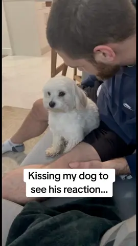 Ignacio is a pure 💎 #fyp  #dogsoftiktok #viraltiktok #maltipoo #maltipoolovers 