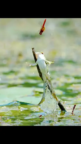 #amazinganimalsworld #wildlife #animallifestyle #foryoupage 