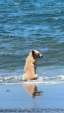 We all have our own problems to loosen up. #dogsoftiktok #dog#doglove 