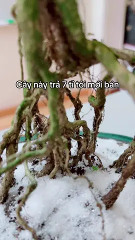 7 tỉ cái cây #vuathaccat #thuysinh #becathuysinh #nhachaymoingay #remix #caycanh  @👑 𝑽𝒖𝒂 𝑻𝒉𝒂́𝒄 𝑪𝒂́𝒕🐬  @👑 𝑽𝒖𝒂 𝑻𝒉𝒂́𝒄 𝑪𝒂́𝒕🐬  @👑 𝑽𝒖𝒂 𝑻𝒉𝒂́𝒄 𝑪𝒂́𝒕🐬 