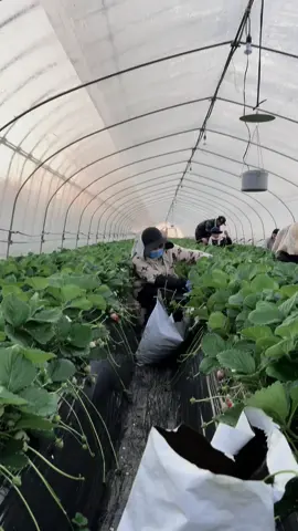 Pertanian ichigo🍓nih bos😎 Otsukare minnaa🙇‍♂️🙇‍♀️ #CapCut #kenshuseijapan🇮🇩🇯🇵🎌 #tokuteiginou #pertanianjepang #japanlife #anakrantau #jishusei🇯🇵🇲🇨 #fypシ゚viral #fypage #fypdong #jepangindonesia🇯🇵🇲🇨 