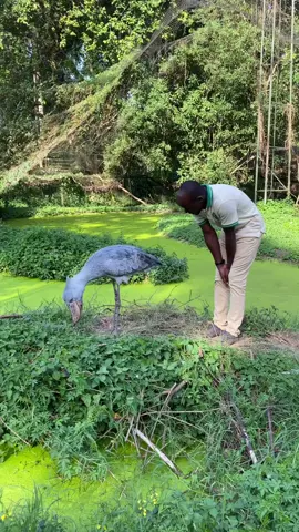 Say hello to Sushi, the Shoebill they'd fit in on the Flintstones! This prehistoric-looking bird is Sushi, a Shoebill Stork living it up at the Uganda Wildlife Conservation Education Center!  Shoebills are known for their enormous, shoe-shaped bills, which they use to catch fish, frogs, and even small reptiles  While Sushi might look a little grumpy, these birds are actually quite intelligent.  Watch this video to see Sushi strutting its stuff!  #CreatureCops #ShoebillStork #Shoebill #SushiTheStork #UgandaWildlife #WildlifeRescue #NatureIsAmazing #BirdLife #EndangeredSpecies #BeakPower  Big thanks to @sheshallwander for this awesome video!