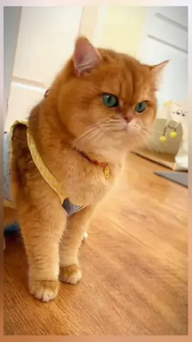 Pet Lover Yuan Bao angry cat😂 #上热门 #热门 #看见音乐 #一千万粉丝 #短视频变现 #小程序推广计划 #抖音创作者大会 #viralid #foryou #viral #petlover #fyp 