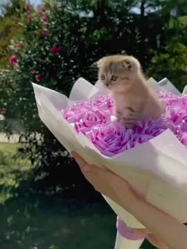 #pet #CutePet #cat #cuteanimals 