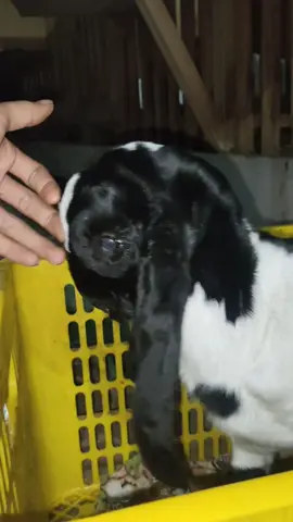 ora petak ora penak woo😅 #CapCut #fyp #kambingkontes #fypシ #peternakmuda #abcxyz #etawaindonesia #kambingetawa #ponorogo24jam  #trenggalek 