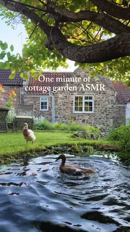 One minute of cottage garden ASMR to help regulate your nervous system 💚🐸🌈 #cottagegarden #asmr #calm #quiet 