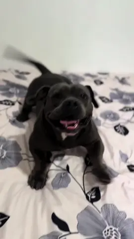 #බක්මී_මලක්😂 #americanbully #bullyboyloono #fypシ゚viral #bulldog #fypシ #fypシ #Love #fyp #srilanka 