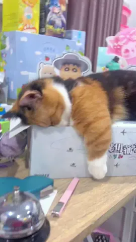 Merajuk ceritanya 🗿 #kucinglucu #kucingtiktok #kucing #kucingku #kucinggemoy #kucingnyimut #anabul 