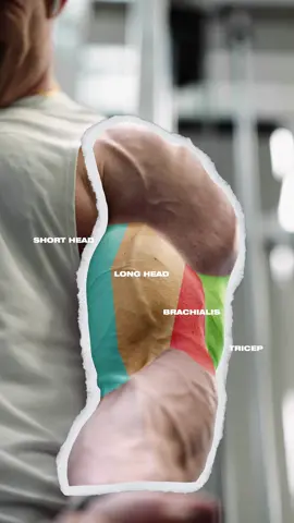 Size Up 🔎 #armworkout #bicepsworkout #howtogrowtriceps #bicepcurls  Here’s a simple and effective arm workout you could do 2x per week. Take these sets close to failure and train hard. clothing➖@asrv cuff➖@gymreapers 1️⃣ Seated Row 2✖️6-9 reps 🎯 Mid, Upper lats 2️⃣ Upper Back Pulldown 2✖️6-9 reps 🎯 Upper Back 3️⃣ Lat Prayer 2✖️7-10 reps 🎯 Lower Lats ⠀ 4️⃣Face Away Cable Curl 2✖️7-10 reps 5️⃣DB Hammer Curl 2✖️7-10 reps 🎯 Brachilais