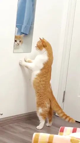 It talked to the mirror for an hour🥰🥰#CapCut #kitten #cute #animals #fyp #foryou #pet #cat #catsoftiktok #funny 