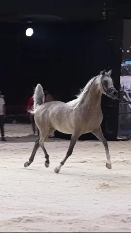 وجيه الجاسمية 😍❤️                                                                     #خيل #بطولة_خيل #خيل_عربي_اصيل #sonyalpha #مصورين_حايل #خيل_وخياله🐎 #horse #منيفه 
