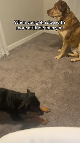 Arguing with a dog is crazy but i be doing it 🤣#pets #dogs #dogsoftiktok #tiktok #trending #funny #cute