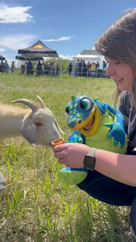 Replying to @Twistedchris96 Aidan had a greaaaaaat day with the goats!  (I totally thought I posted this on here & I only posted it on IG, my bad!🤦🏼‍♀️ ) #goats #ventriloquist 