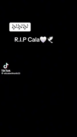 R.I.P Dear Cala 🤍🕊 #igomeow #catsoftiktok #cala 