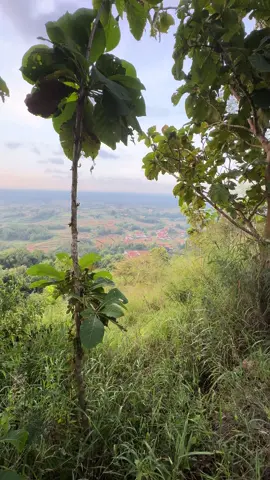 Kampung halaman #luwselluw #singpenting #orakharam 