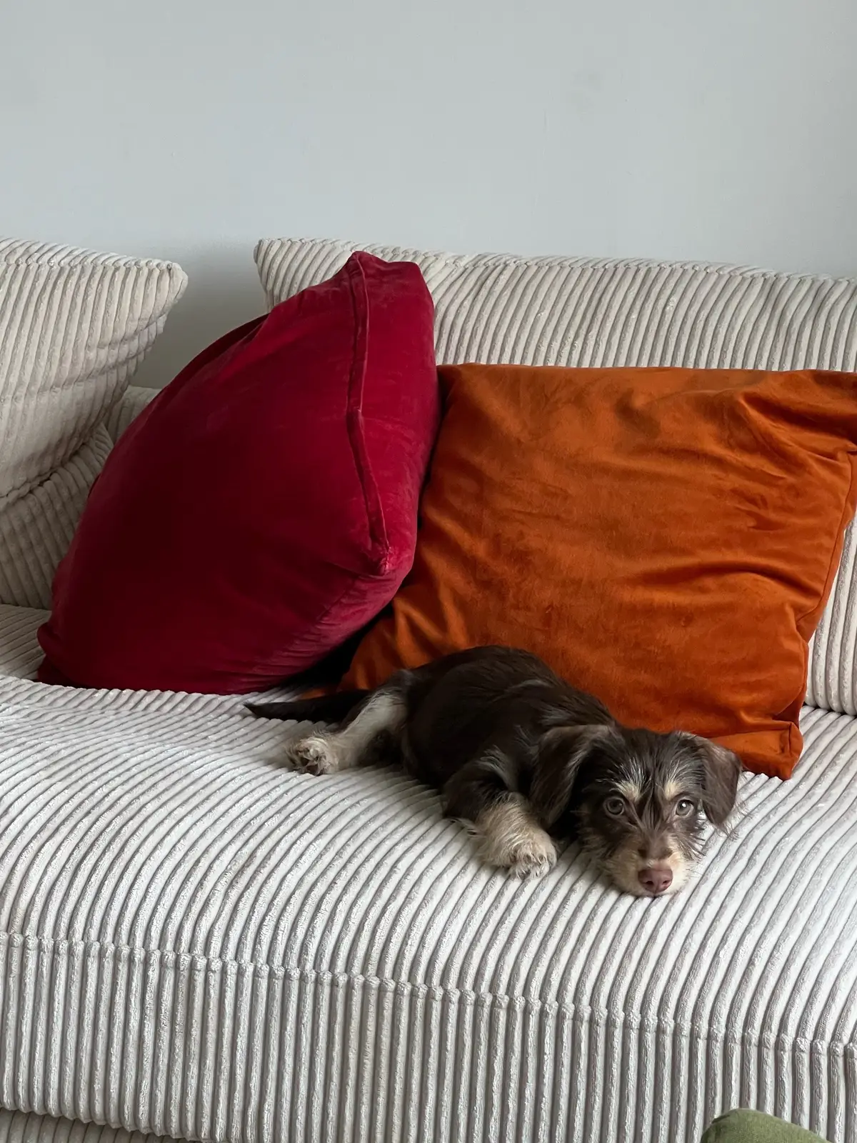 rip Leo’s baby teeth — he just dropped the last one and i’m a mess. I’m not crazy, ur crazy. Dont project on me!!!!!!!!! 🗣️🎤 Thank you for commemorating my humpy lil menace w my absolute favorite tattoo @vica_preszl #finelinetattoo #tattooideas #puppycheck #puppyblues #tattoos  #smalltattoo #glitterpoopstudios #miamitattoo 