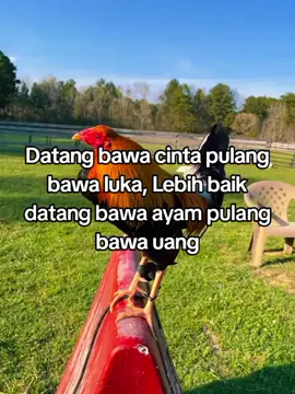 #fypage #salamkakikiri🐓🐓 #fyppppppppppppppppppppppp #salamtajikiri #salamtajikiri🔥🔥 #salamtajikiri #kakigetar🐓 #ayamfilipina🇵🇭 #fypシ゚viral #ayamkakigetar #fypage #salamtajikiri 