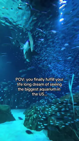 best weekend of my life 🖤 @Georgia Aquarium #georgiaaquarium #atlantageorgia #zoology #marinebiology #zoologist #wildlifeecology #fypシ #foryoupage #fyp #foryourpage #foryourpages #foryou #animals #animalsoftiktok #viral #viralvideo #viraltiktok #trend #trending #wildlife #nature #whaleshark #mantaray #tigershark #goliathgrouper #hammerhead #seaotter #otter #ottersoftiktok #ocean #oceanlife #aquarium #zoo 