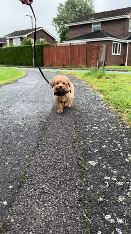 Ralphs first walk🩵