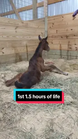New born Arabian foals first hour and a half of life. Meeting mom and standing attempts/falls. All is good with her! #horse #horsesoftiktok #foalingseason #foal #foalsoftiktok #babyhorse #hearthorse #fypシ゚viral #arabianhorse #babyanimals #broodmare #socute #newborn #filly 