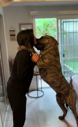 Here come the Karen’s cuz I let my dog lick my face. #bigdogsoftiktok #mastiff #brindle #k9softiktok #foryou #trending #fy 