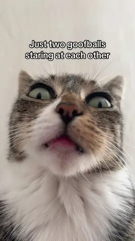 Goofball #animals #cat #cute