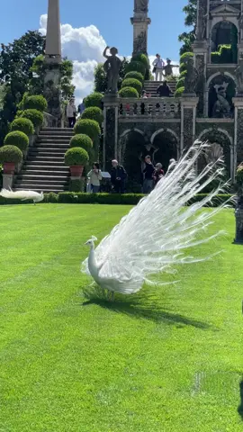 Bello pavo real blanco o albino ?#italia #pavoreal #bello #fantastico #romantico #viral 