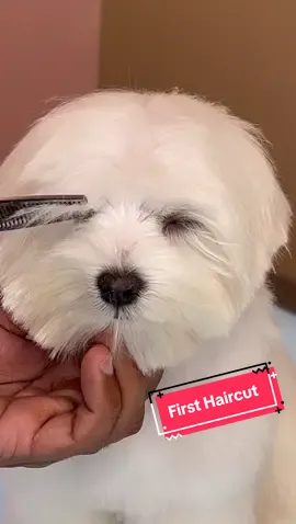 Puppy maltese first haircut! #cutedog #doggrooming #maltese 