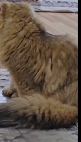 صوتو لملك جمال العالم #ترند_تيك_توك #ترند #تيك_توك #قطط #عرب #❤️ #الشعب_الصيني_ماله_حل😂😂 #الشعب_الصيني_ماله_حل #مشاهير #ترفيهي #keşfet #cute #capcut #متابعه #مالي_خلق_احط_هاشتاقات #تصميمي#مشاهير_تيك_توك 