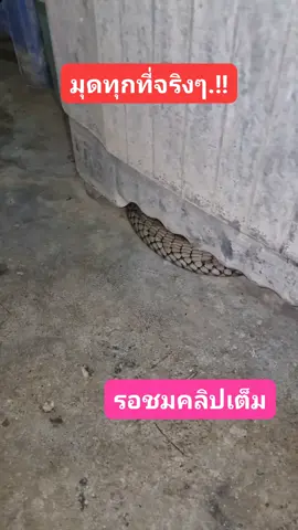 ขอสักคนละไลค์​นะครับ​ #ทุกคน​#ผู้​ติ​ด​ตาม​ @ทุกคน​ @ผู้ติดตาม​